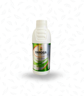 Daroga